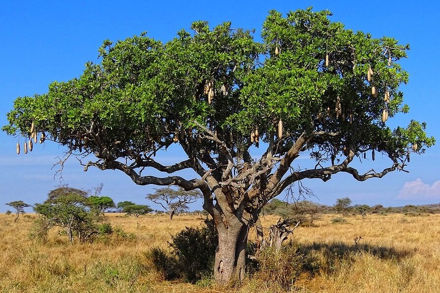    Колбаса и хлеб на ветках: топ необычных деревьев с самыми странными плодами