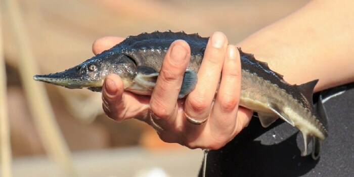 Рыбка всегда была деликатесом. /Фото: tribuna-l.ru.