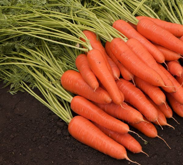 Перепробовала более 20 сортов моркови и выбрала самые вкусные, надёжные которые прекрасно хранятся в зимний период