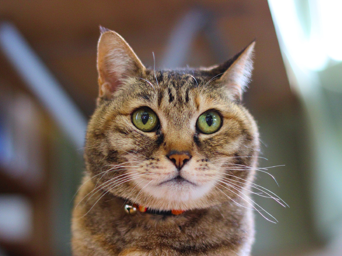 Фотография: zaimoku_woodpile, CC BY 2.0