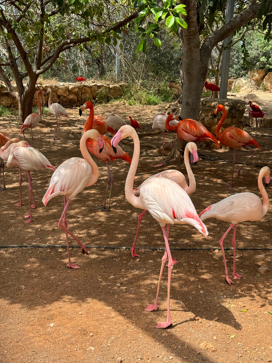 У нас в Ларнаке зимуют Фламинго. Они появляются на озере с первыми ливнями и улетают, когда становится жарко.