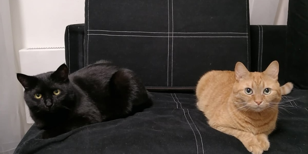 А кто это у нас тут новенький?