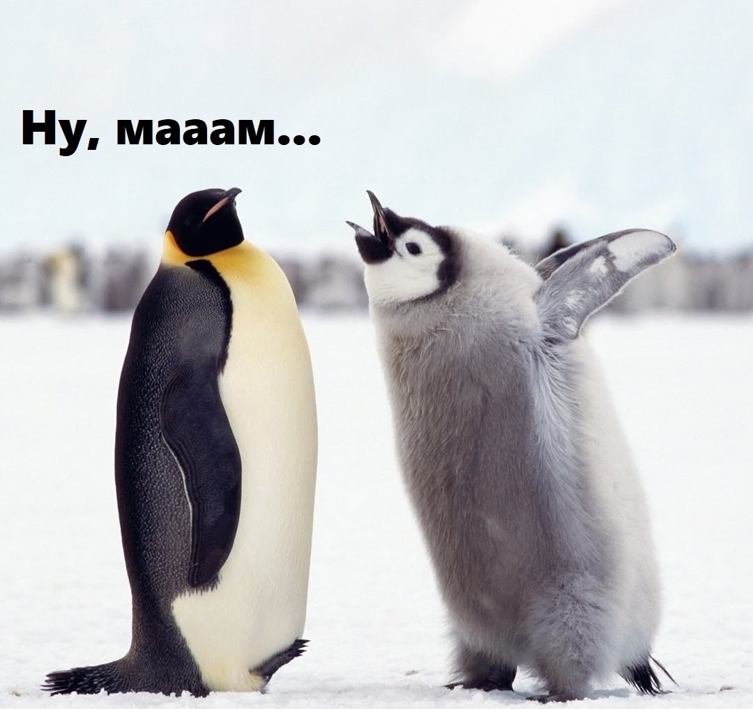 Императорский пингвин и его подросший птенец.