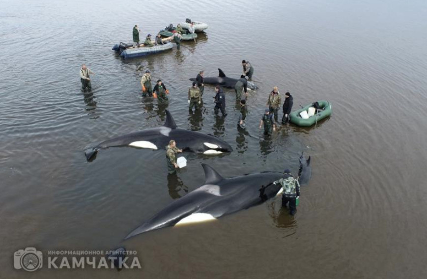 Фото: ИА «Камчатка»