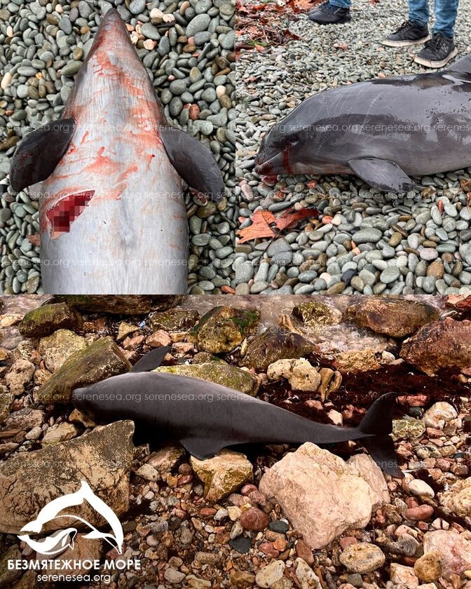    Погибшие дельфины / Источник: Центр спасения дельфинов «Безмятежное море»