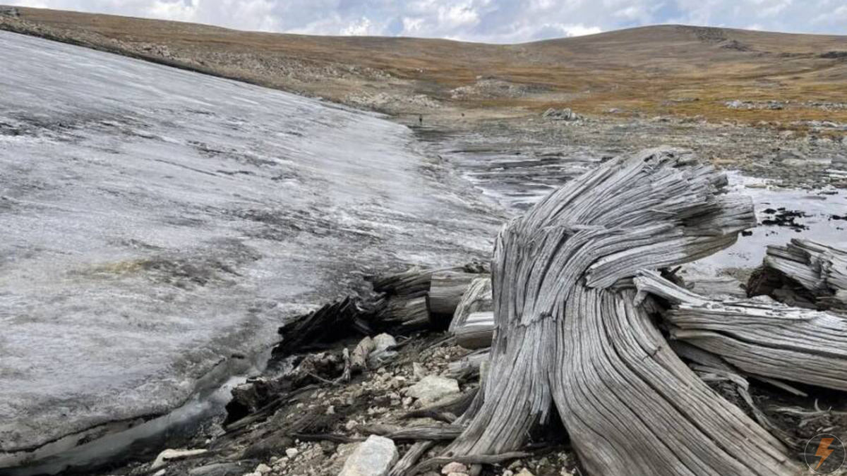 Более 30 прекрасно сохранившихся сосен были обнаружены под тающим слоем льда.