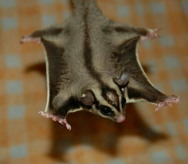 Да, они еще и летают.(на самом деле планируют, но могут преодолевать приличные расстояния)