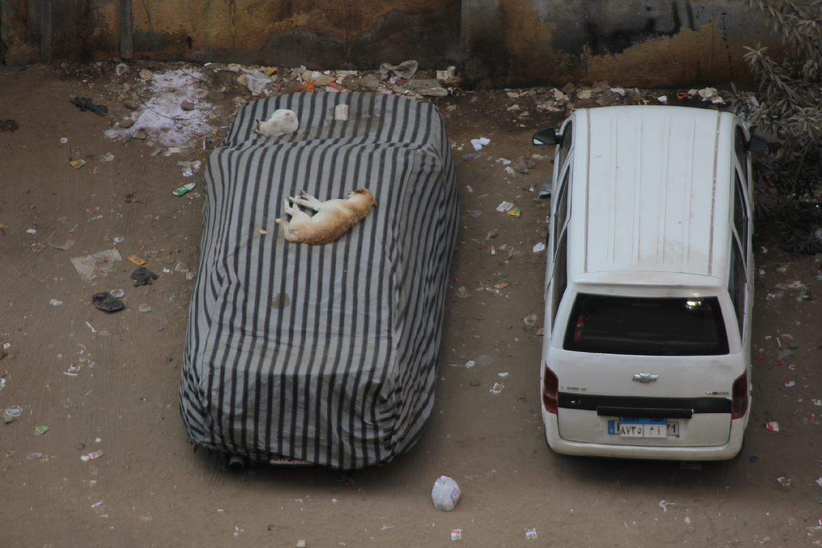 Так спят собаки в Египте очень часто 