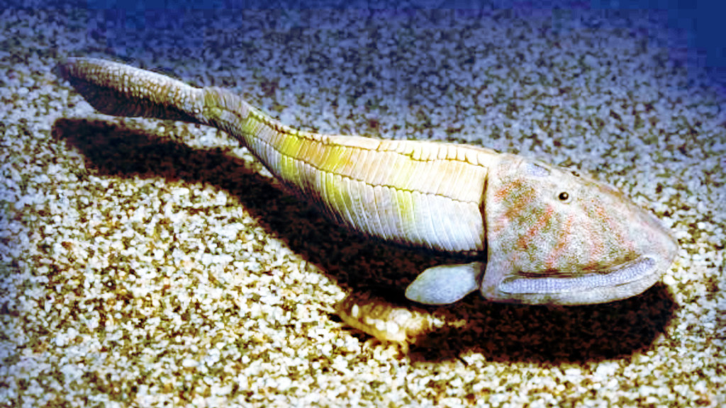 У некоторых одна.