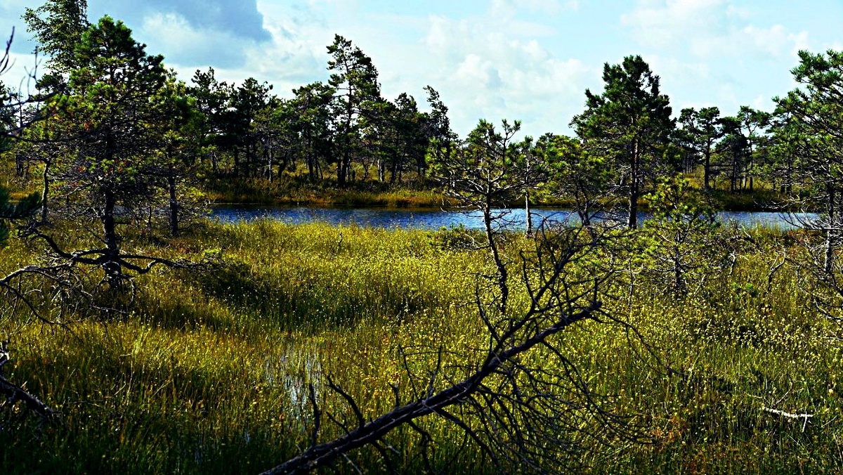 Фото взято из интернета. 