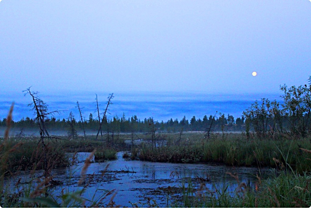 Фото взято из интернета. Болото.