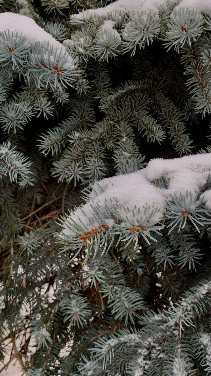 Шёпот хвойного леса | Магические растения | Pink Witch