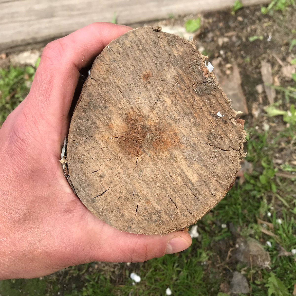 спил берёзы