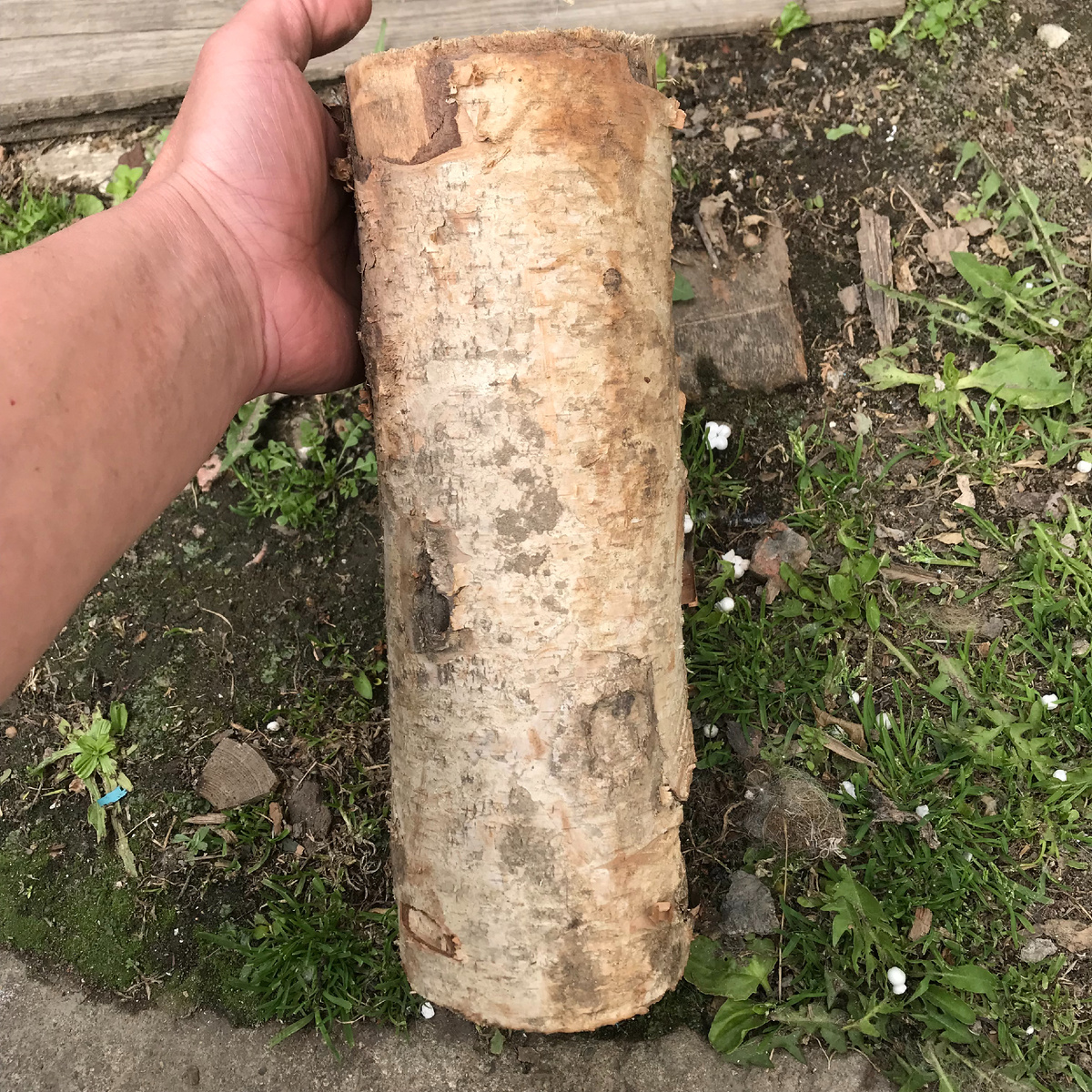 ствол белоствольной берёзы