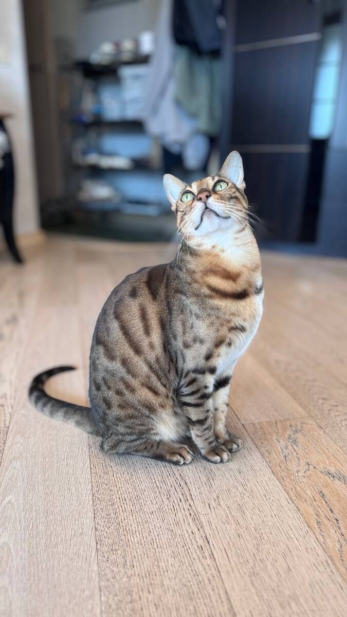 Наш 9 летний Бенгал Бен 