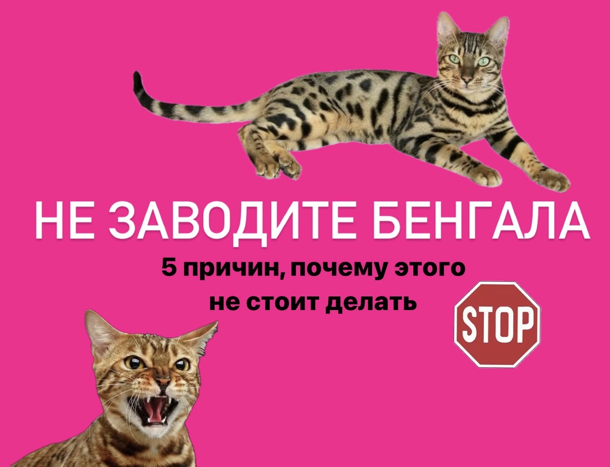 Обязательно прочитайте, прежде чем завести бенгальского кота! 