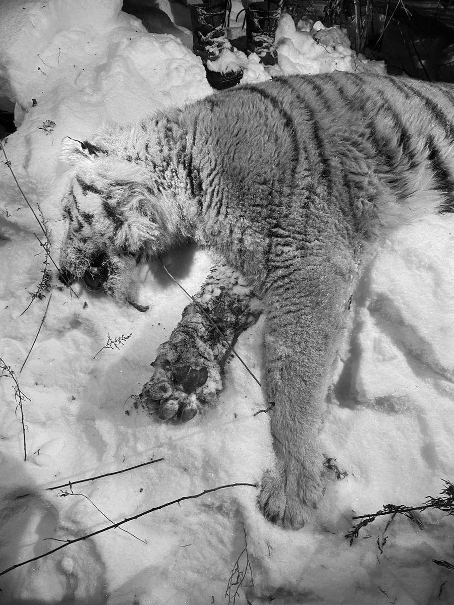     Источник: amurtigercenter