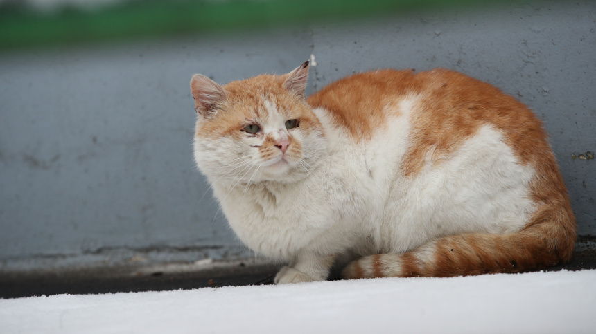    Фото: ИЗВЕСТИЯ/Александр Казаков
