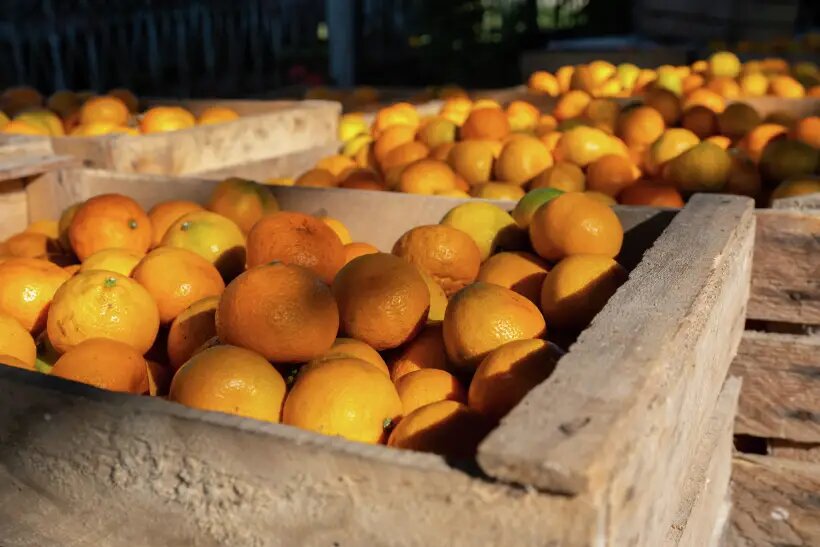     © РИА Новости Илья Питалев