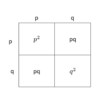 Частота доминантных гомозигот (АА)-p²,частота рецессивных гомозигот (аа)-q²,частота гетерозигот (Аа)- 2pq.