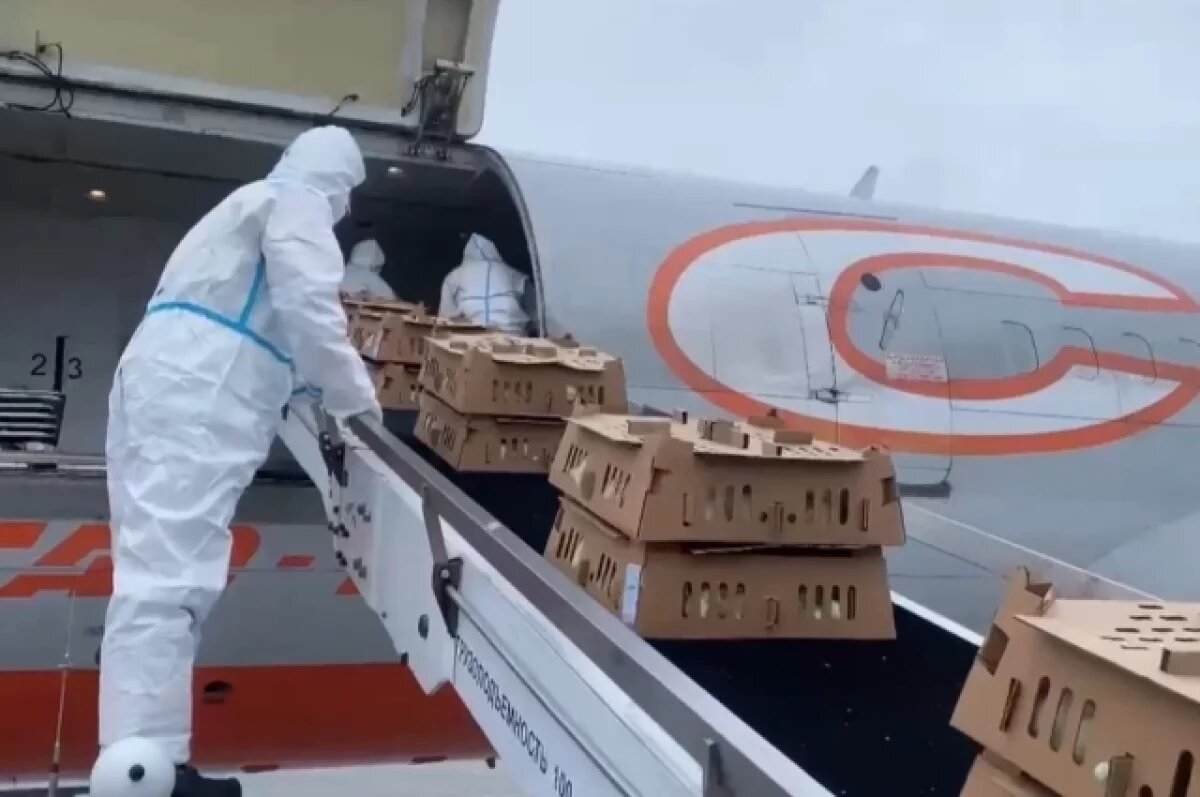    Самолёт со 100 тысячами цыплят прибыл на Камчатку