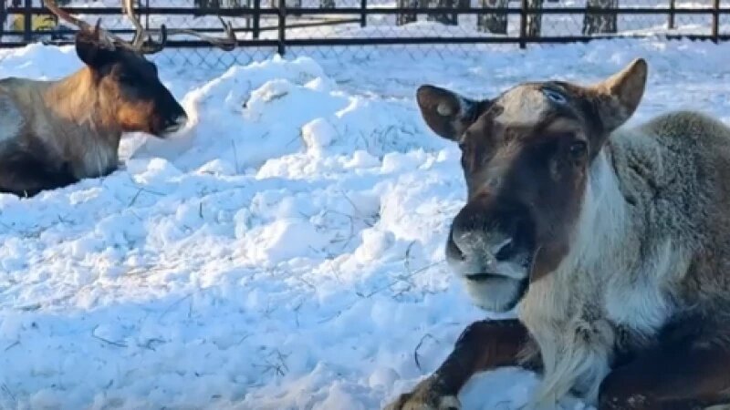     Северные олени Барнаульский зоопарк