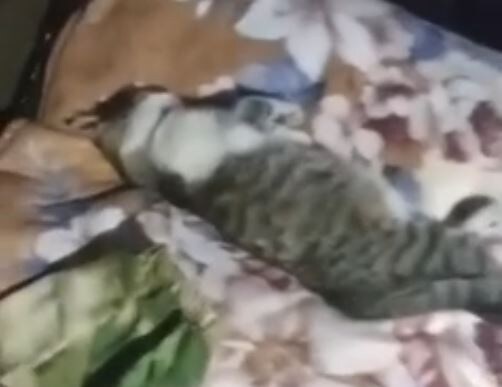     Бойцы СВО из Красноярского края поделились новым видео с котом Смурфиком