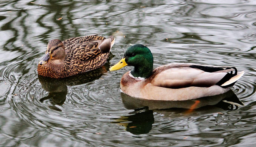 Фото: admnvrsk.ru