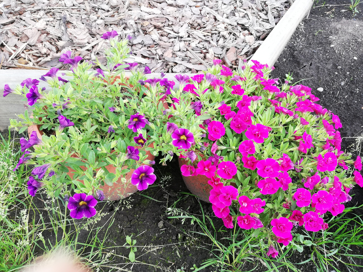 Первые кустики калибрахоа в 2021 г