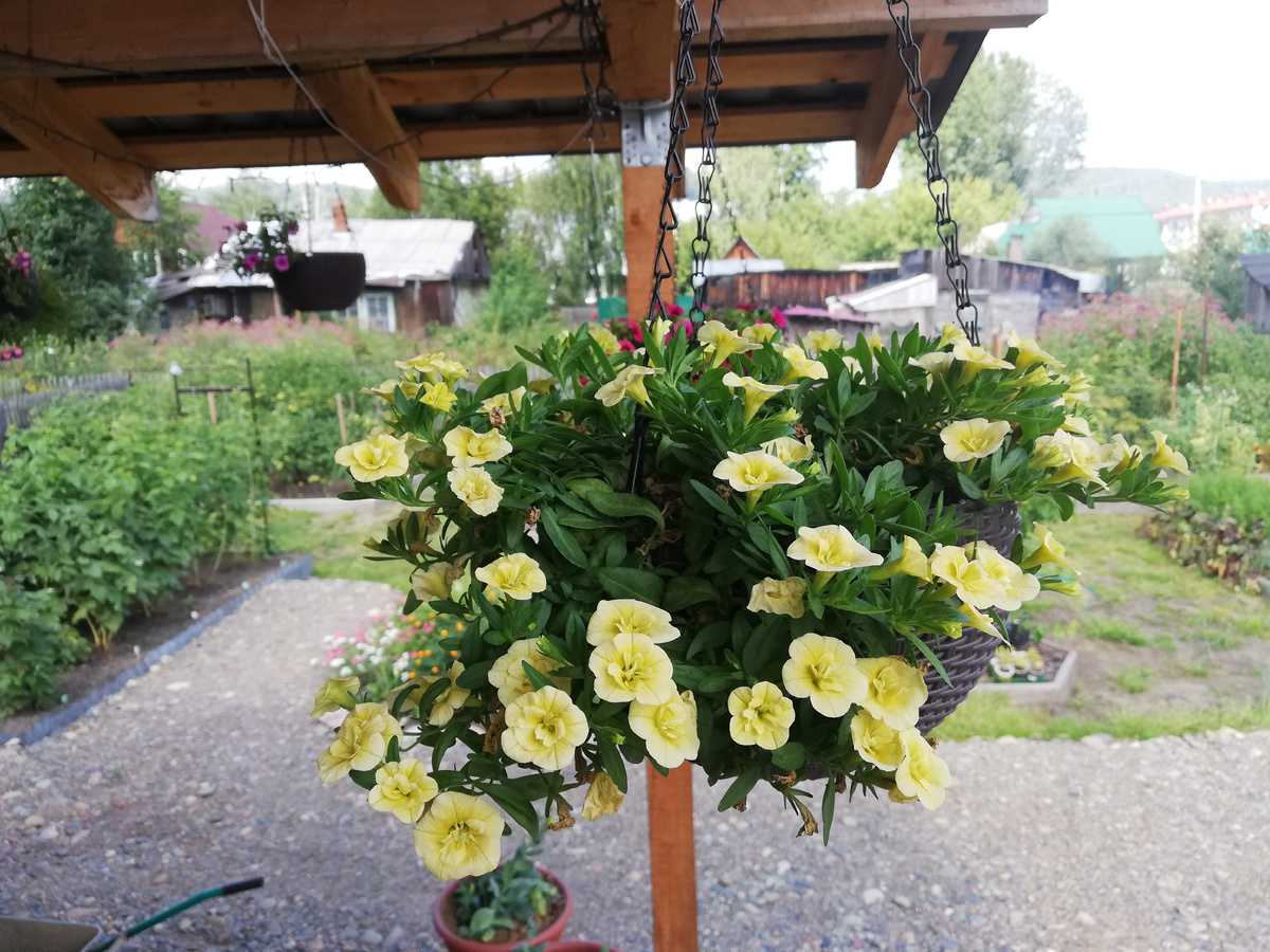 купленная в 2022г калибрахоа Aloha Double Citric