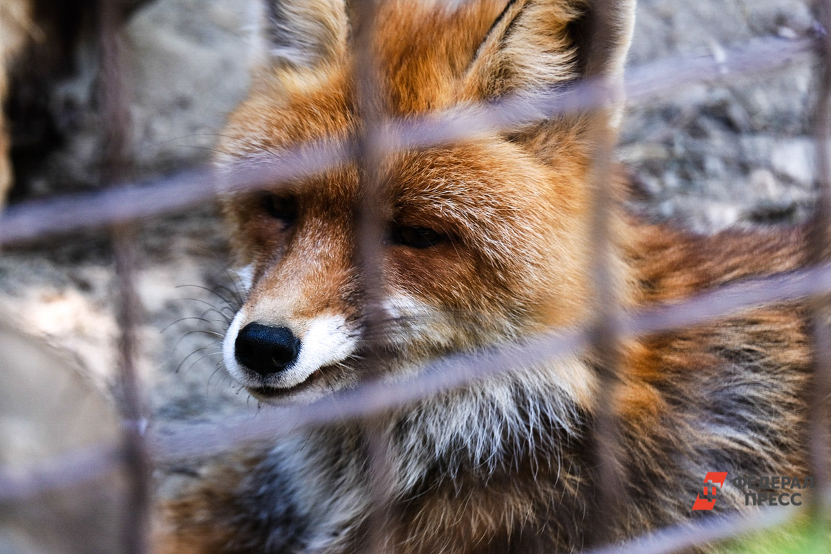 Лиса укусила девочку за палец.  Фото: Фото: ФедералПресс / Полина Зиновьева