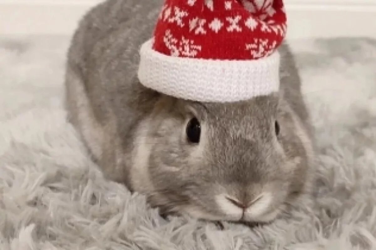    Собаки и кролик путешествовали с новосибирцами по загранице на Новый год