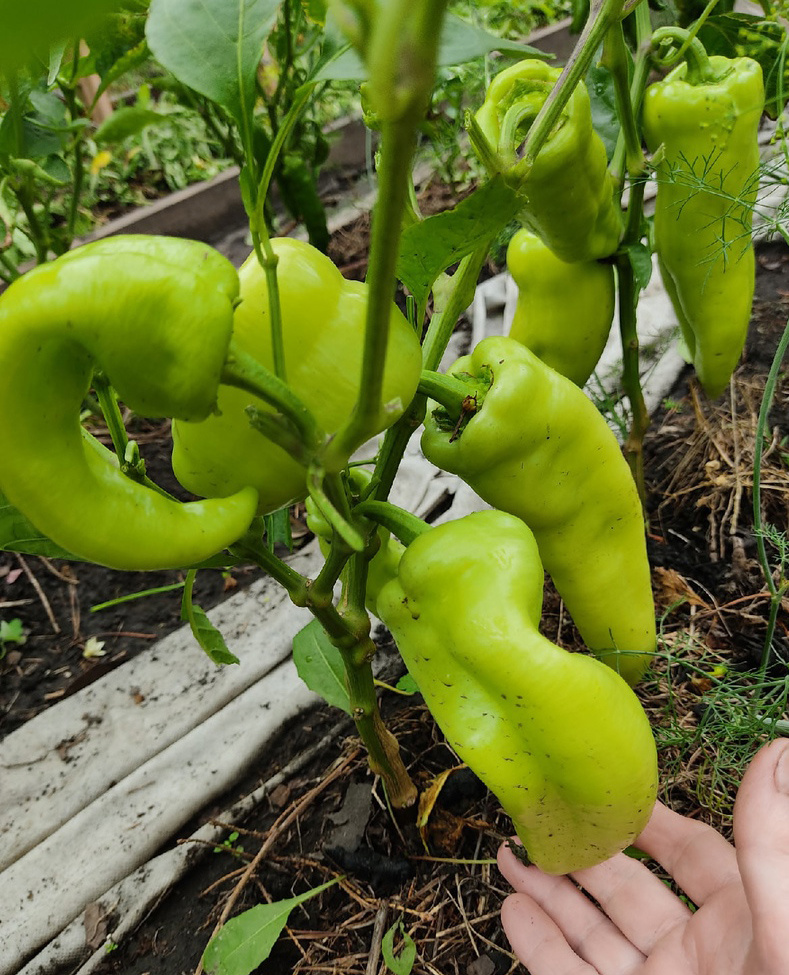 перцы в середине дождливого июля в Омске
