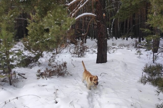    Несмотря на то, куда вы отправляетесь со своим питомцем, не забывайте о главных правилах поведения. Фото: Из личного архива/ Дарья Велижанина