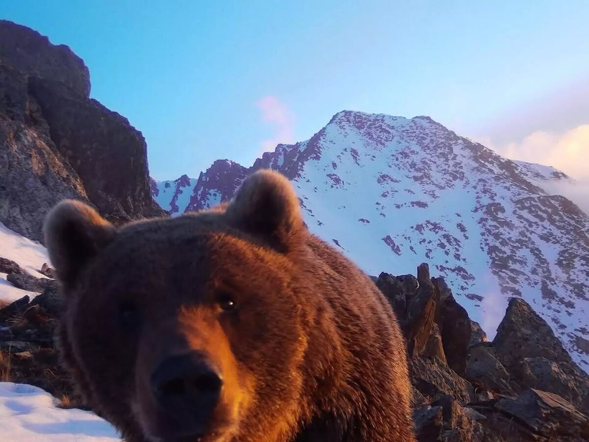 Медведь попал в объектив камеры в Катон-Карагайском национальном парке
© Photo : Катон-Карагайский природный национальный парк
