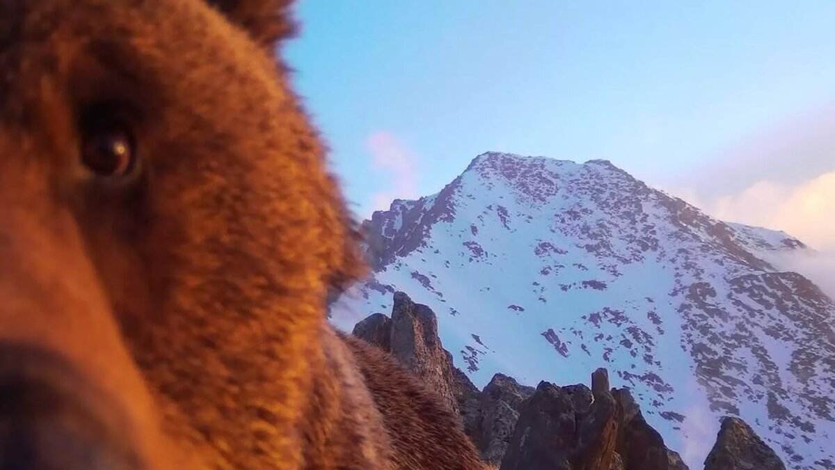 Медведь попал в объектив камеры в Катон-Карагайском национальном парке
© Photo : Катон-Карагайский природный национальный парк