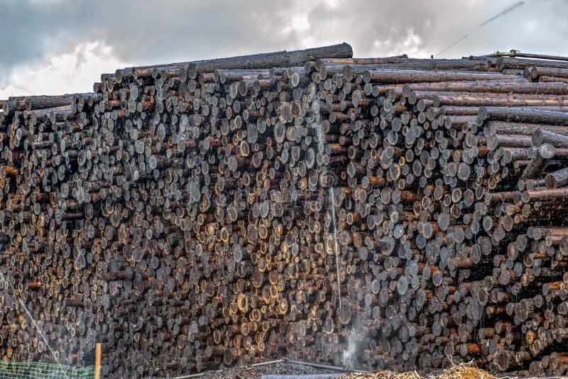 Древесина обработанная креозотом.