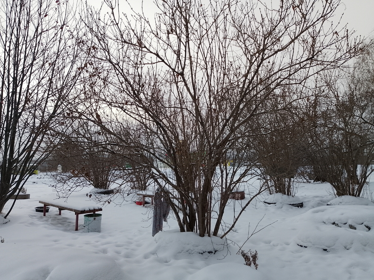 Январское утро