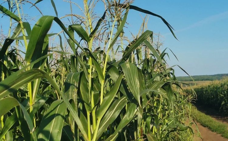    Белок для защиты биологической фиксации азота от окислительного стресса поможет снизить зависимость от синтетических удобрений