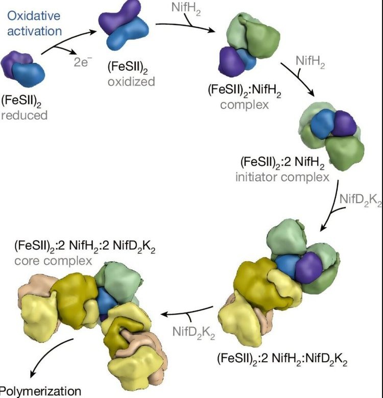     Белок для защиты биологической фиксации азота от окислительного стресса поможет снизить зависимость от синтетических удобрений
