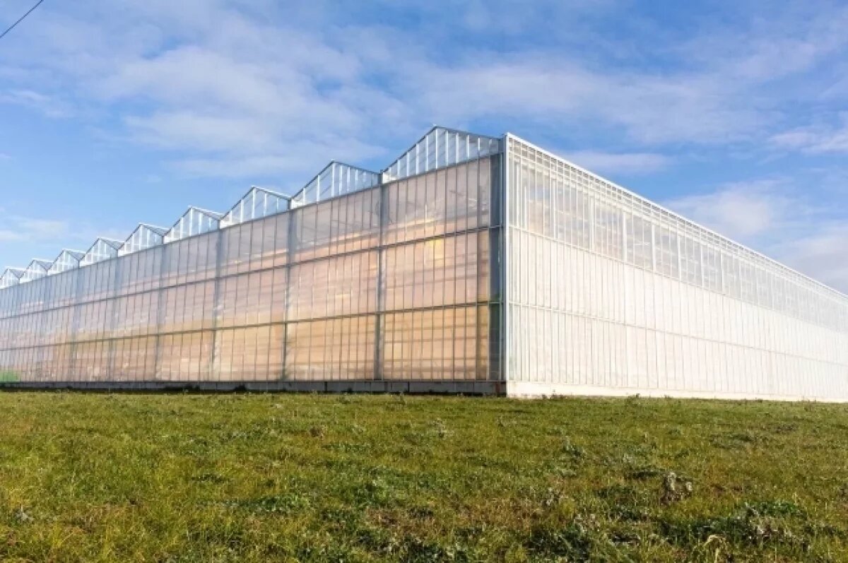    В Омске хотят построить вертикальные теплицы для выращивания зелени