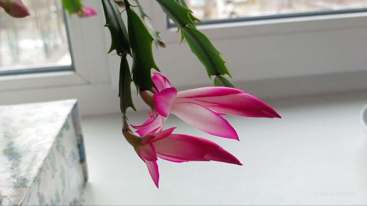 Фото автора. Декабрист сорт “Dark Eva”.  