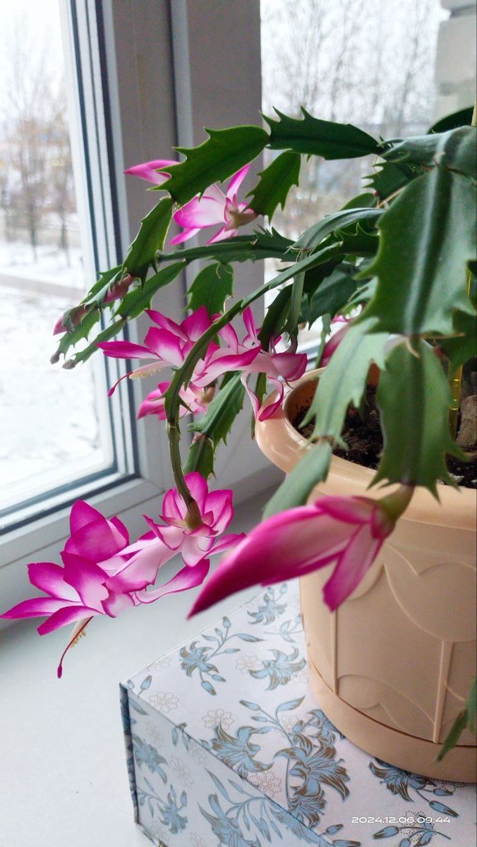 Фото автора. 