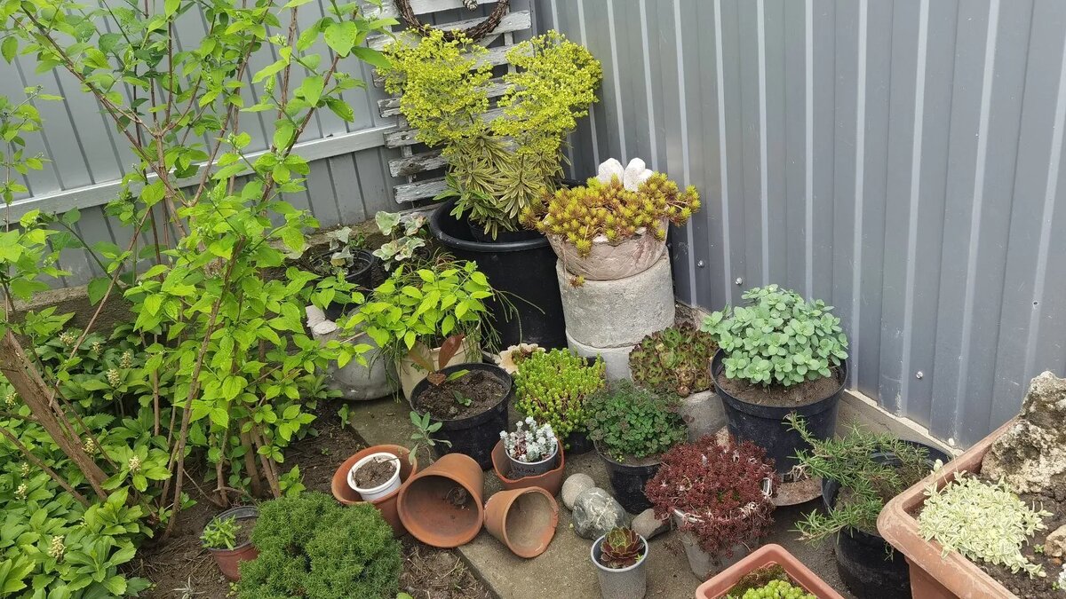 Май 2022 года. Молочай вверху в кашпо.