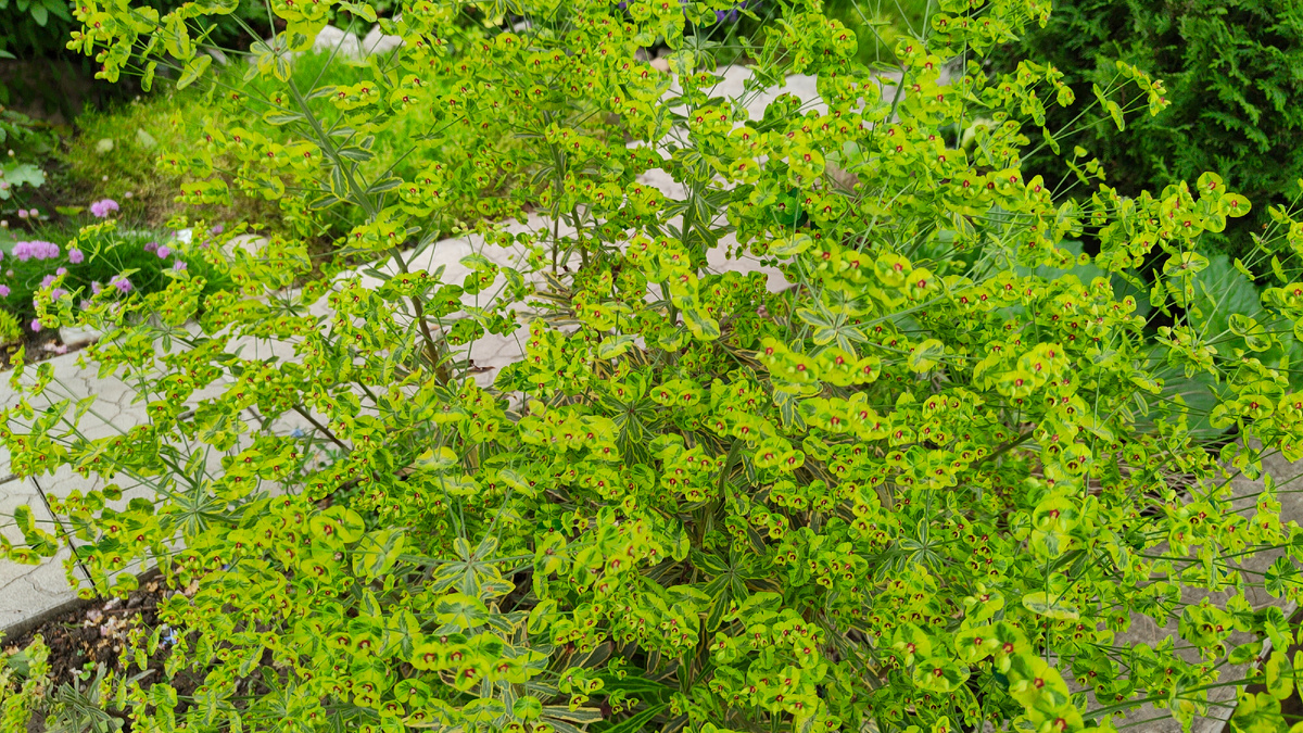 25.05.2025 г. Цветет молочай Мартина Аскот Рейнбоу. Отчетливо виден красный глазок.