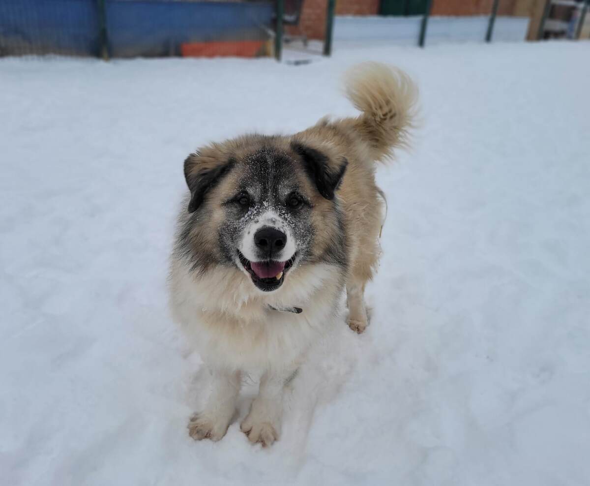 Год рождения 2013 (по данным приюта)