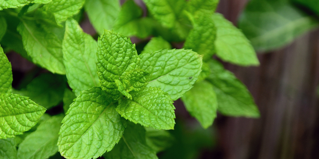 Посадил, а зря! Растения-захватчики, от которых не избавиться