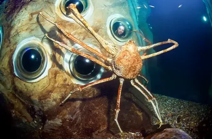 Японский краб-паук "Большой папа
