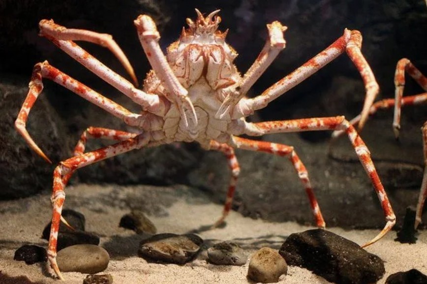 Японский краб-паук
