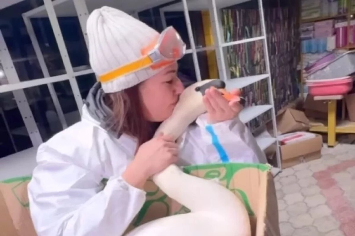    Объятие лебедя растрогало многих людей.